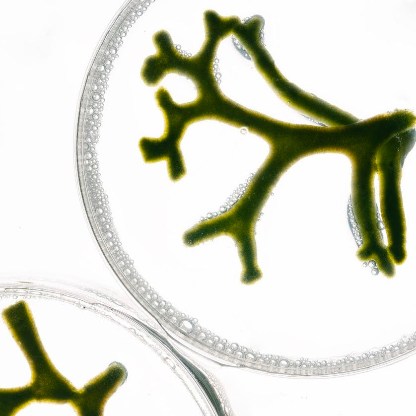 Prebiotic and postbiotic skincare to rebalance the skin microbiome and improve overall skin health